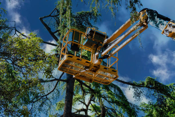 Reliable Cave City, AR  Tree Services Solutions